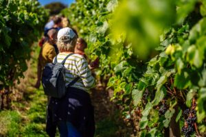 Polgoon Vineyard Tours