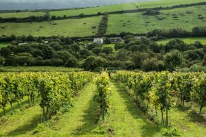 Camel Valley Vineyard Tour in Cornwall